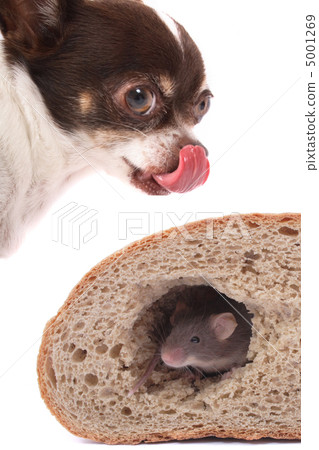 chihuahua and mouse chihuahua and mouse 5001269