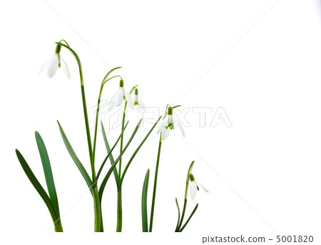 Group of growing snowdrop flowers  isolated on white background 5001820
