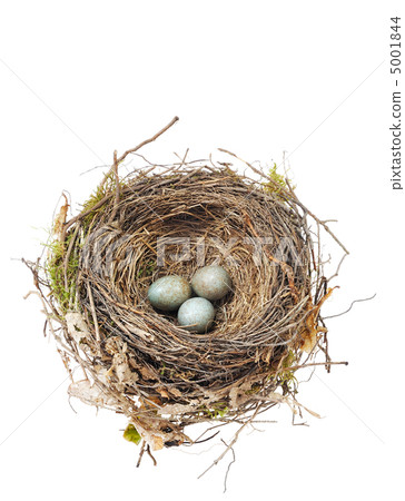 Detail of blackbird eggs in nest isolated on white 5001844