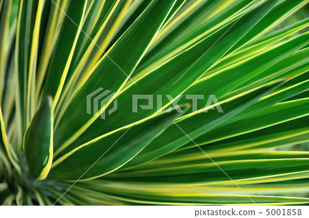 Close up of Yucca 5001858