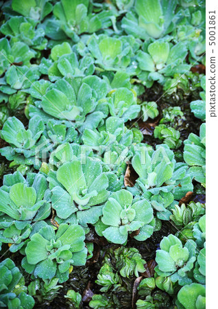 Pistia (Water cabbage) - detail Pistia (Water cabbage) - detail 5001861