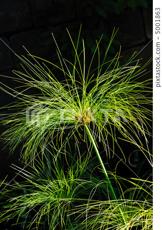 Cyperus papyrus - detail 5001863