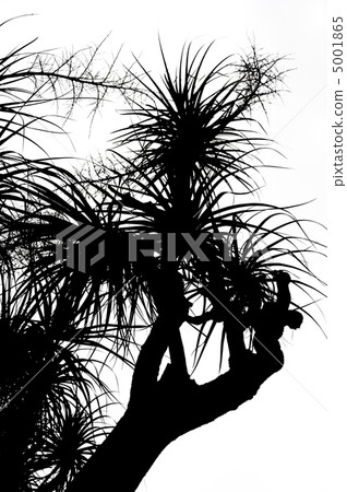 Old Nolina recurvata Hemsl. -  silhouette 5001865