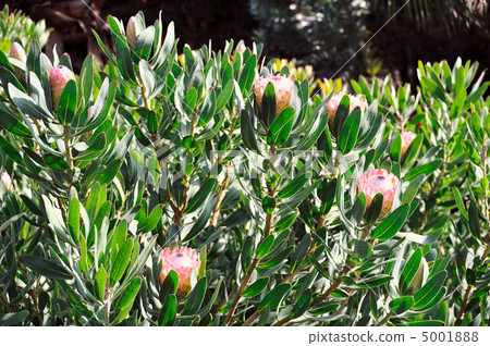 fresh, full frame, grove 5001888