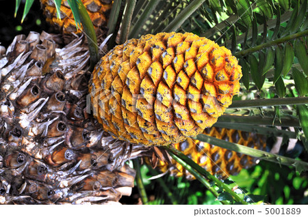 Cycad cone, Encephalartos Transvenosus - Monte Palace botanical garden, Monte, Madeira 5001889