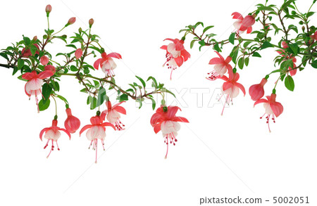 Fuchsia flowers over white background Fuchsia flowers over white background 5002051