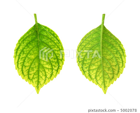 Iron deficiency of Hydrangea macrophylla leaf - chlorosis 5002078