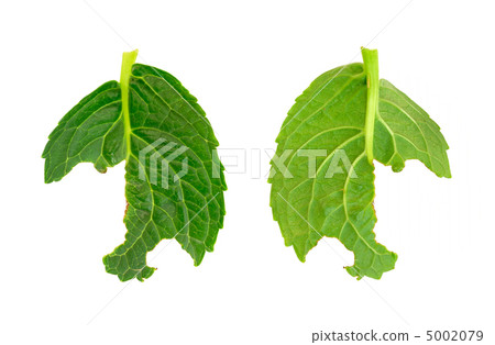 Slug damage of Hydrangea macrophylla leaf Slug damage of Hydrangea macrophylla leaf 5002079
