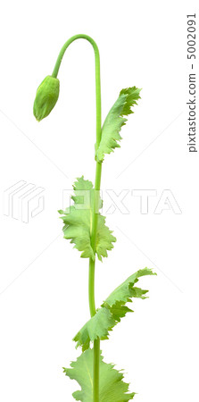 Bud of poppy isolated on white background 5002091