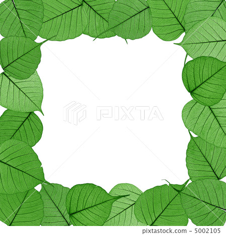 Skeletal leaves on white background - frame . 5002105