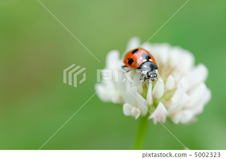 三葉草和一隻紅色瓢蟲 5002323