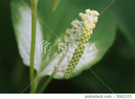 半夏季學生的花朵和葉子 半夏季學生的花朵和葉子 5002325