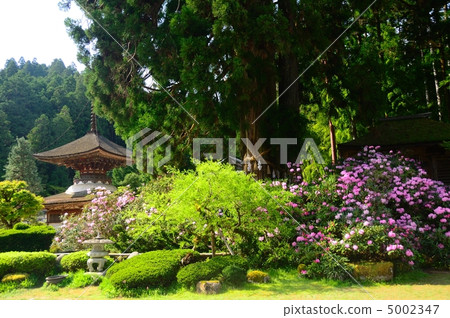杜鵑花開花的Kanjo Sanjoin的寶塔 杜鵑花開花的Kanjo Sanjoin的寶塔 5002347