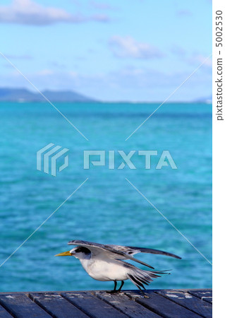 熱帶鳥 熱帶鳥 5002530