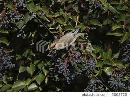 Hiranjak and fruit Hiranjak and fruit 5002720