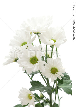 白噴媽媽 5002748