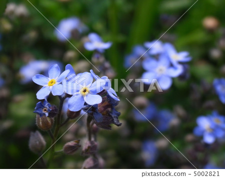 勿忘草屬 5002821