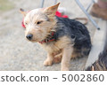 Norfolk terrier strong wind 5002860