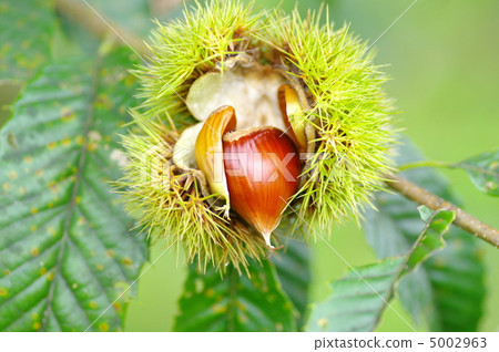 日本栗 烤甜板栗 板栗