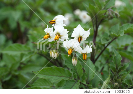 Shadow Queen Flower 5003035