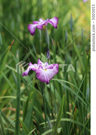 Iris iris (Ozakihime) in Osaka City Seongbuk Park 5003053