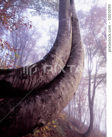 扭曲的山毛櫸 5003099