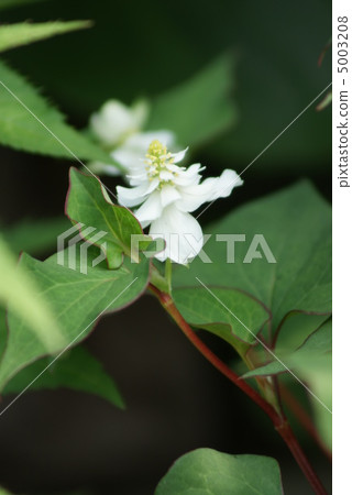 雙花Tokonuma的花和垂直位置 5003208