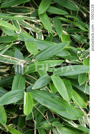 stock photo: young leaves of longitudinal blackfin