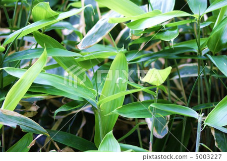 Young leaves and lateral position of blackfin tuna without shackles 5003227