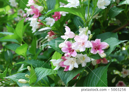 Flower of hakonnettsugi 5003256