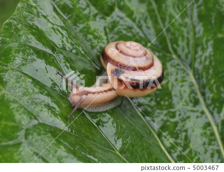 Snails of rainy season 5003467