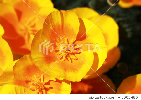 加州罌粟 5003486