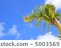 Palm tree 5003569