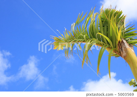 棕櫚樹 5003569
