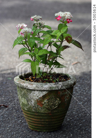 Yamazeishi red 5003614