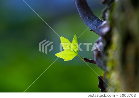 台灣的年輕葉子 5003708