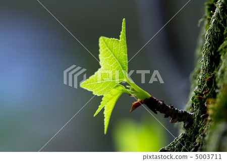 Young leaves of Taiwanfu 5003711