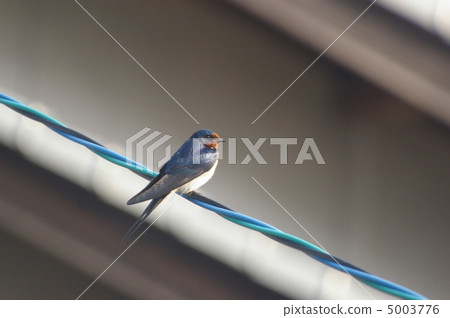 Swallow Swallow 5003776
