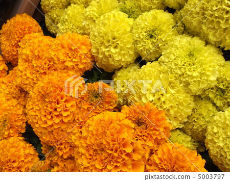Bouquet of marigold 5003797