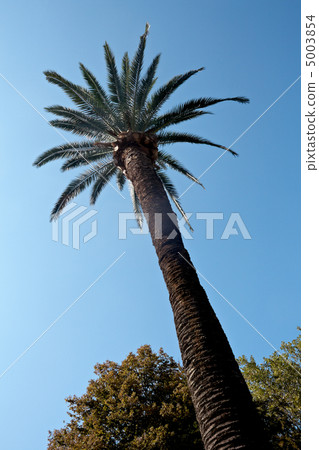 畢爾巴鄂Iturisa·Donha·Cashida公園的棕櫚樹 畢爾巴鄂Iturisa·Donha·Cashida公園的棕櫚樹 5003854