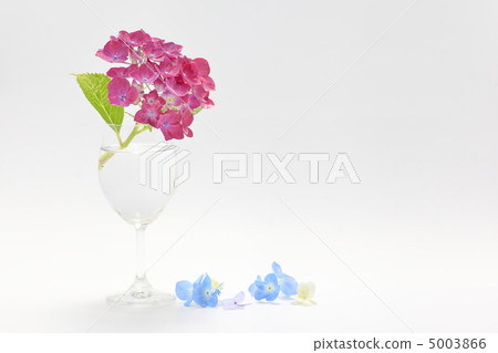 Hydrangea's flower language is motivated 5003866