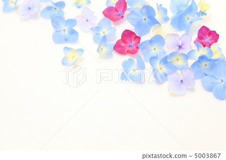 Hydrangea's flower language is motivated 5003867