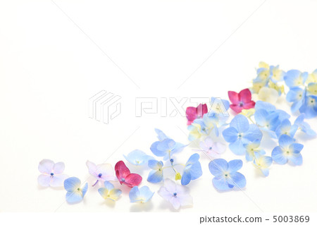 Hydrangea's flower language is motivated 5003869