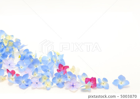 Hydrangea's flower language is motivated 5003870