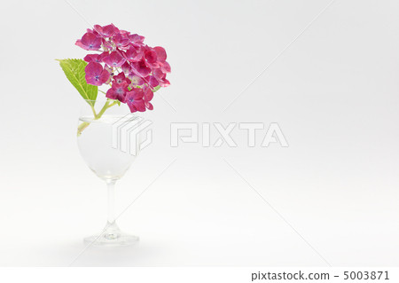 Hydrangea's flower language is motivated 5003871