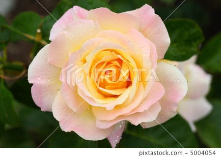 玫瑰（品種）片落 5004054