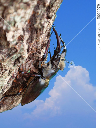 高砂深山鍬形蟲 5004079