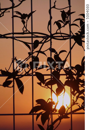 Sunset Memory. Sunset Memory. 5004080