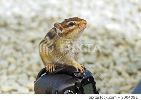 Chipmunk 5004091