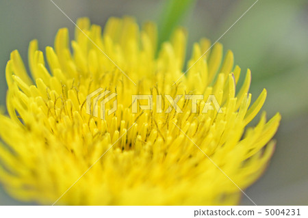 花葉滇苦菜 花葉滇苦菜 5004231